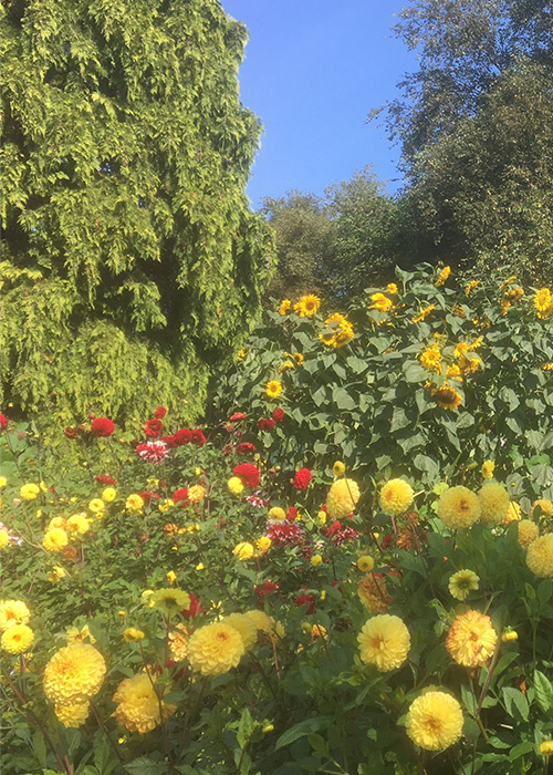 bloemen_wandelcoaching.png